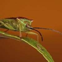 Hawthorn Shieldbug 1 